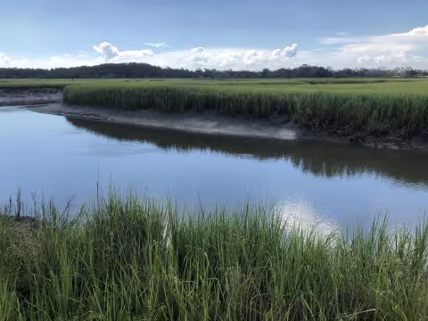 A marsh surrounded by grass