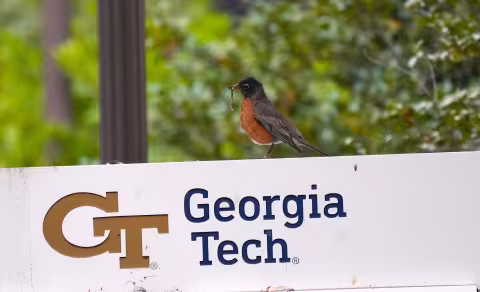 American Robin sitting on Georgia Tech sign 